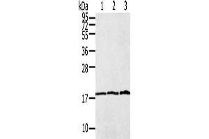 Gel: 12 % SDS-PAGE, Lysate: 40 μg, Lane 1-3: Raw264. (LAIR2 抗体)