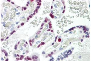 Image no. 2 for anti-AP2 alpha/beta (AA 388-437) antibody (ABIN2879117) (AP2 alpha/beta (AA 388-437) 抗体)