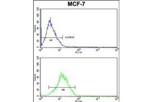RBM3 Antibody (Center) (ABIN391593 and ABIN2841522) FC analysis of MCF-7 cells (bottom histogram) compared to a negative control cell (top histogram). (RBM3 抗体  (AA 55-84))
