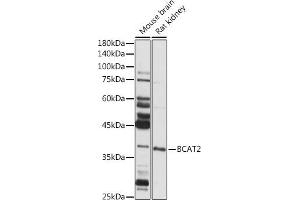 Western blot analysis of extracts of various cell lines, using BC antibody (ABIN6131008, ABIN6137483, ABIN6137484 and ABIN6223295) at 1:1000 dilution. (BCAT2 抗体  (AA 20-200))