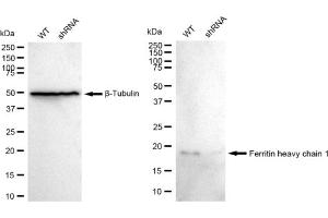 Western blotting analysis using Ferritin heavy chain 1 antibody (ABIN7798595). (Recombinant FTH1 抗体)
