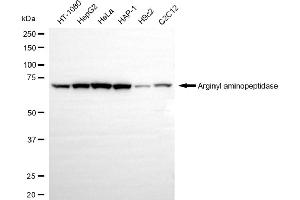 anti-Arginyl Aminopeptidase (Aminopeptidase B) (RNPEP) antibody