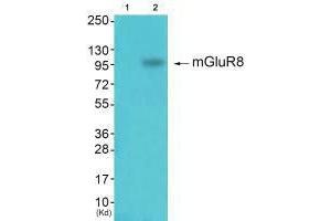 Western blot analysis of extracts from k562 cells (Lane 2), using mGluR8 antiobdy. (GRM8 抗体)