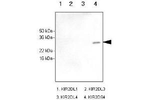 Recombinant human kIR2DL1, kIR2DL3, kIR2DL4 and kIR2DS4 (each 100ng) were resolved by SDS-PAGE, transferred to PVDF membrane and probed with anti-human kIR2DS4 antibody (1:1,000). (KIR2DS4 抗体)