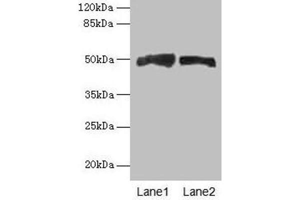 Antizyme Inhibitor 1 抗体  (AA 101-400)