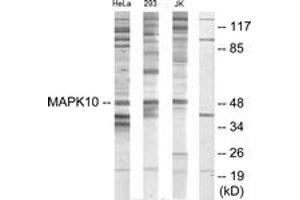 Western blot analysis of extracts from HeLa/293/Jurkat cells, using MAPK10 Antibody. (MAPK10 抗体  (AA 361-410))