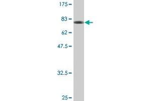 Western Blot detection against Immunogen (80. (ALT 抗体  (AA 1-496))