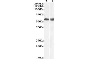 ABIN5539534 (0. (HDAC1 抗体  (C-Term))