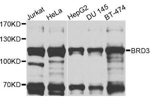 Western blot analysis of extracts of various cells, using BRD3 antibody. (BRD3 抗体)