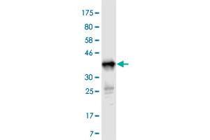 Western Blot detection against Immunogen (37. (TNFSF14 抗体  (AA 61-170))