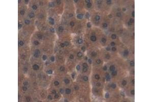 #VALUE! (FGF21 抗体  (AA 29-207))