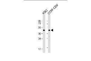 Western Blot at 1:1000 dilution Lane 1: K562 whole cell lysate Lane 2: CCRF-CEM whole cell lysate Lysates/proteins at 20 ug per lane. (YARS2 抗体  (C-Term))