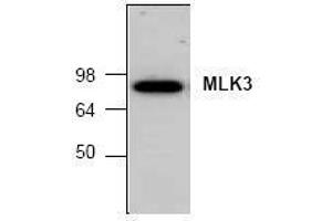 Image no. 1 for anti-Mitogen-Activated Protein Kinase Kinase Kinase 11 (MAP3K11) (C-Term) antibody (ABIN127111) (MAP3K11 抗体  (C-Term))