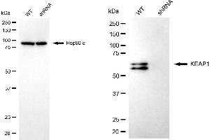 Western blotting analysis using KEAP1 antibody (ABIN7799161). (KEAP1 抗体)