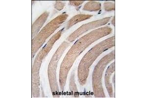 Formalin-fixed and paraffin-embedded human skeletal muscle tissue reacted with G4D Antibody  1811i , which was peroxidase-conjugated to the secondary antibody, followed by DAB staining. (ATG4D 抗体  (AA 326-356))