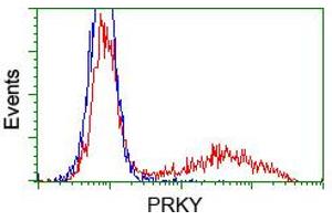HEK293T cells transfected with either pCMV6-ENTRY PRKY (RC210438) (Red) or empty vector control plasmid (Blue) were immunostained with anti-PRKY mouse monoclonal (ABIN2453518, Dilution 1:1,000), and then analyzed by flow cytometry. (PRKY 抗体)