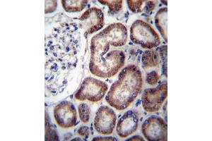 IREB2 Antibody (Center) (ABIN656586 and ABIN2845848) immunohistochemistry analysis in formalin fixed and paraffin embedded human kidney tissue followed by peroxidase conjugation of the secondary antibody and DAB staining. (IREB2 抗体  (AA 201-230))