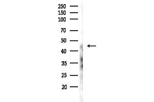 Western blot analysis of lysates from RAW264.