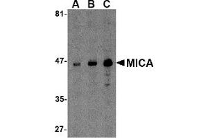 Western Blotting (WB) image for anti-MHC Class I Polypeptide-Related Sequence A (MICA) (C-Term) antibody (ABIN1030519) (MICA 抗体  (C-Term))
