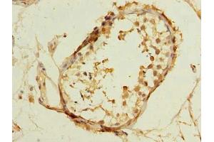 Immunohistochemistry of paraffin-embedded human testis tissue using ABIN7172942 at dilution of 1:100 (TM7SF3 抗体  (AA 22-295))