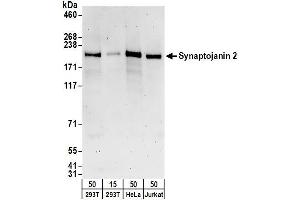 anti-Synaptojanin 2 (SYNJ2) (AA 1446-1496) antibody