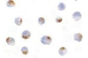 Immunocytochemical staining of K562 cells using Acinus antibody at 5μg/ml. (ACIN1 抗体  (Cytoplasmic Domain))