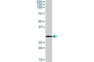 HLA-DRB1 MaxPab polyclonal antibody.