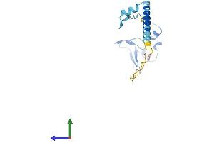 Protein Structure (PS) image for Ribosomal Protein L24 (RPL24) (AA 1-157) protein (His tag) (ABIN7558796)