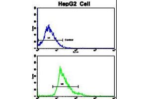 Flow cytometric analysis of HepG2 cells using Creatine Kinase MB (CKM) Antibody (bottom histogram) compared to a negative control cell (top histogram). (CKM 抗体  (C-Term))