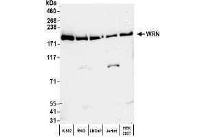 Western Blotting (WB) image for anti-Werner syndrome RecQ like helicase (WRN) (C-Term) antibody (ABIN7452211)