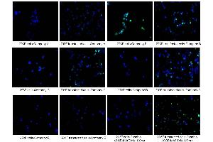 Immunofluorescence staining of 293F cells and 293F transfected cells with Company A, Company B, Company C, Company D, Company E, ABIN7193151 at 1:100, counter-stained with DAPI. (HA-Tag 抗体)