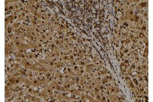 ABIN6277717 at 1/100 staining Human liver tissue by IHC-P. (IRF7 抗体  (C-Term))