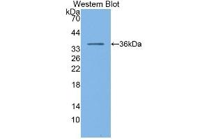 Western Blotting (WB) image for anti-Pepsinogen C (PGC) (AA 61-388) antibody (ABIN1172498)