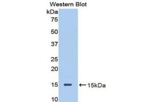 Western Blotting (WB) image for anti-Decorin (DCN) (AA 45-152) antibody (ABIN1858613) (Decorin 抗体  (AA 45-152))