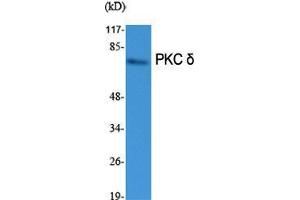 Western Blot (WB) analysis of specific cells using PKC delta Polyclonal Antibody. (PKC delta 抗体  (Thr292))