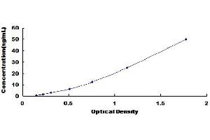 Aldehyde Dehydrogenase 3 Family, Member A1 (ALDH3A1) ELISA Kit