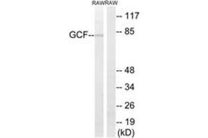 Western blot analysis of extracts from RAW264. (GCFC2 抗体  (AA 141-190))
