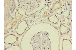 Immunohistochemistry of paraffin-embedded human kidney tissue using ABIN7158626 at dilution of 1:100 (LY6E 抗体  (AA 21-101))