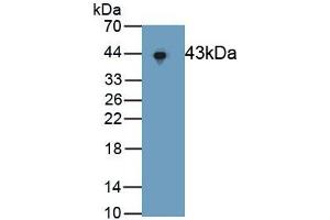 Detection of Recombinant ERK2, Human using Polyclonal Antibody to Extracellular Signal Regulated Kinase 2 (ERK2) (ERK2 抗体  (AA 25-360))