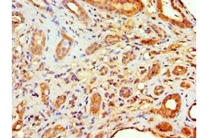 Immunohistochemistry of paraffin-embedded human kidney tissue using ABIN7152969 at dilution of 1:100 (Flotillin 2 抗体  (AA 239-428))