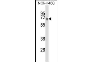 NPFFR2 Antibody (N-term) (ABIN657788 and ABIN2846762) western blot analysis in NCI- cell line lysates (35 μg/lane). (NPFFR2 抗体  (N-Term))