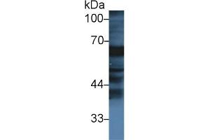Western Blotting (WB) image for anti-Fibrinogen alpha Chain (FGA) (AA 39-615) antibody (ABIN7443677)