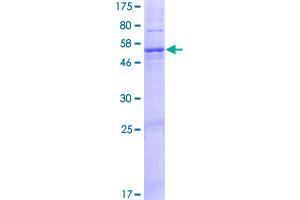 DNAJC22 Protein (AA 1-341) (GST tag)