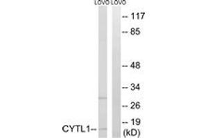 Western Blotting (WB) image for anti-Cytokine-Like 1 (CYTL1) (AA 61-110) antibody (ABIN6766393) (CYTL1 抗体  (AA 61-110))