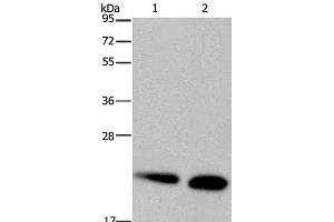 Western Blot analysis of Mouse heart and kidney tissue using NDUFS4 Polyclonal Antibody at dilution of 1:200 (NDUFS4 抗体)