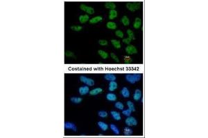 ICC/IF Image Immunofluorescence analysis of paraformaldehyde-fixed Human ESC, using Oct4, antibody at 1:400 dilution. (OCT4 抗体)