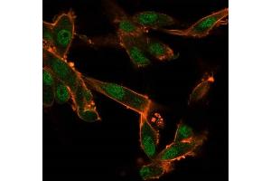 Immunofluorescence Analysis of U87 cells using CELF2 Mouse Monoclonal Antibody (PCRP-CELF2-1E4) followed by goat anti-mouse IgG-CF488 (green).