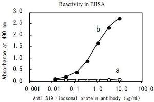 Reactivity in ELISA. (RPS19 抗体)