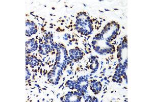 Immunohistochemistry (IHC) image for anti-Histone 3 (H3) (C-Term) antibody (ABIN3023243)