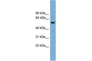 Image no. 1 for anti-Ankyrin Repeat, SAM and Basic Leucine Zipper Domain Containing 1 (ASZ1) (AA 215-264) antibody (ABIN6744976)
